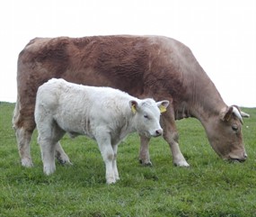牧场吃草黄牛母子图片